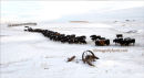 #3692 cattle - winter breakfast