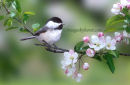 # 3684 - cheeky chickadee