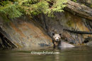 #2995 concerned grizzly mother