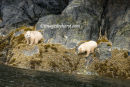#2996 kermode bear cubs after seafood