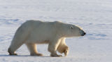 determined mom - ice bear