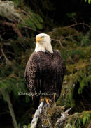 # 3607 - bald eagle