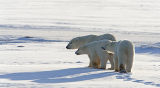 evening shadows - ice bears