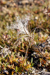 fireweed in seed