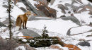 #8430 alert fox
