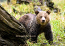 # 3106 grizzly bear cub