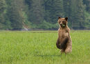 #8882 grizzly bear - with mustache