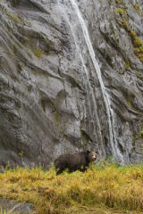 grizzly bear & waterfall
