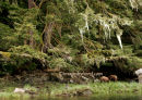 #3118 hemlock bears