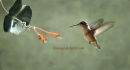 #3696 rufous hummer - female