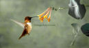 # 3695 - rufous hummer