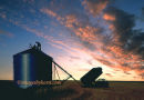 #3803 loading the granary