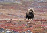 make my day - muskox bull