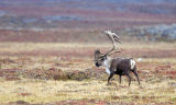 mature caribou bull