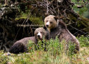 grizzly bear mother & cub