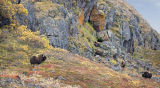 muskox momma & friends