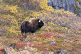 muskox momma