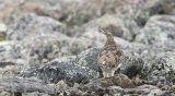 pantaloon ptarmigan