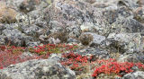 ptarmigans - pecking order