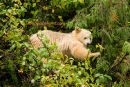 #3002 Kermode bear picking apples