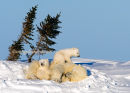 #3127 playtime bears