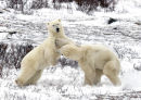 #6725 polar bears - pushing