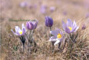 #3588 prairie crocus