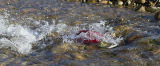 male sockeye salmon on the run