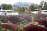 sockeye salmon