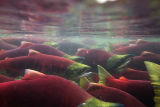 sockeye salmon