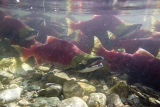 sockeye salmon