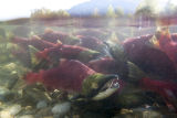sockeye salmon