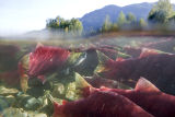 sockeye salmon