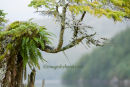 #3003 sitka art