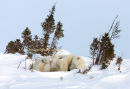 #8879 sleepy bears