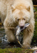 #6584 spirit bear - with pink salmon