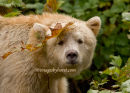 spirit bear - stylish cap