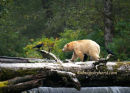 #3052 spirit bear on log
