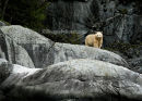 #3053 spirit bear on rock
