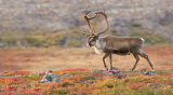 sunset caribou