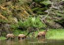 #8884 the three bears