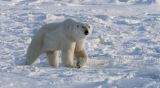 the big guy - ice bear