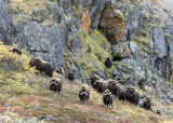 muskox herd