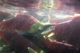 big male sockeye salmon