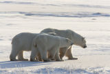 trio on the move - ice bears