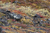 tundra jungle