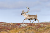fancy footwork - caribou bull