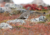 lone male ptarmigan