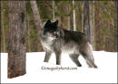 #3693 wolf in winter