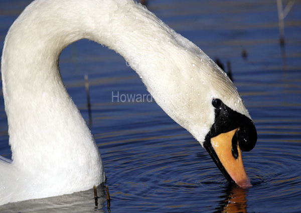 Mute swan, #1